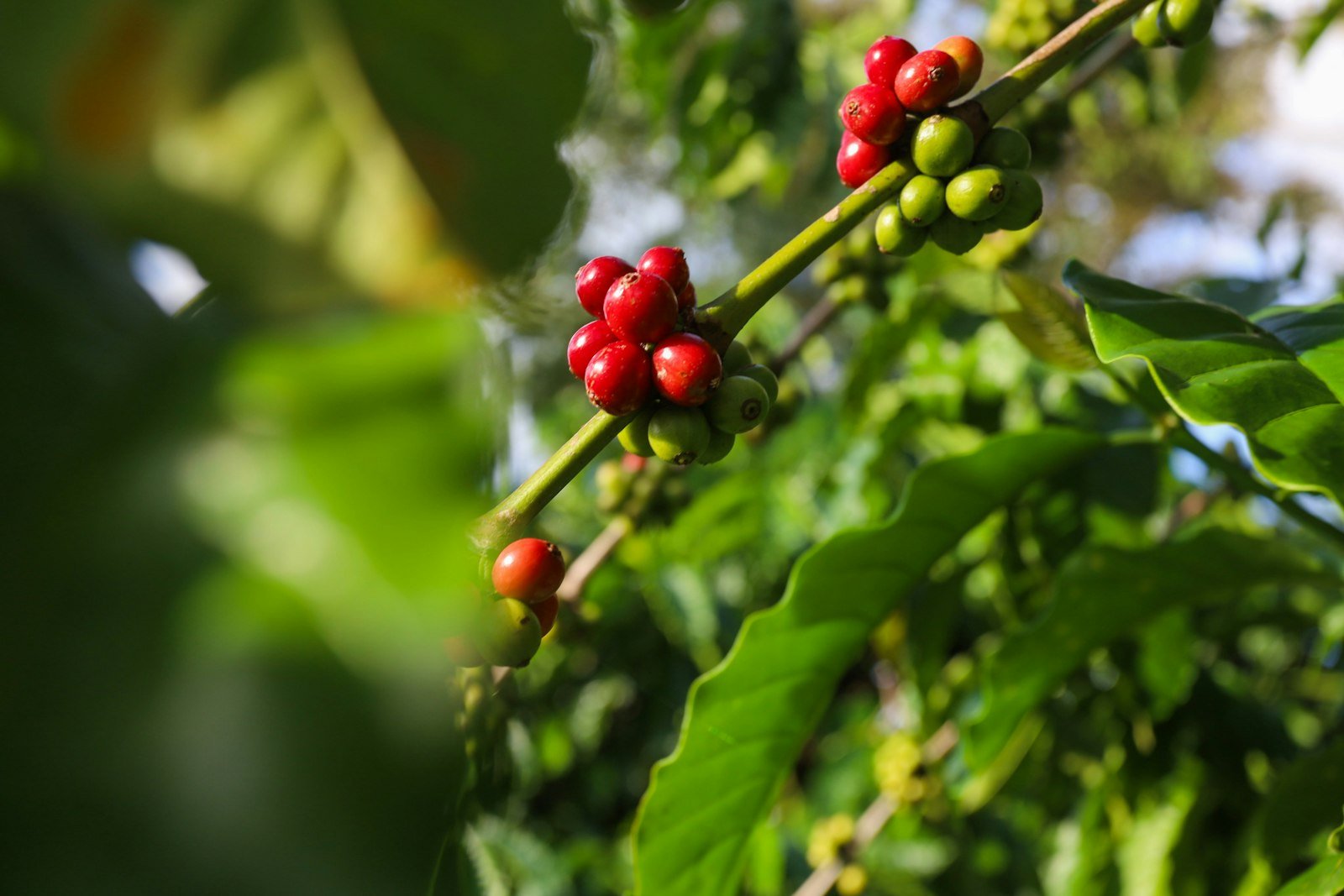 Ripe coffee cherries on a branch in Vietnam's Central Highlands