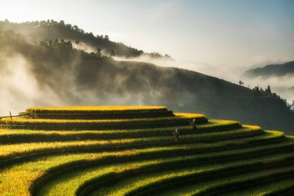 Golden rice terraces in northern Vietnam in early autumn