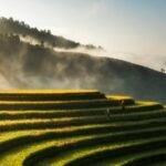 Golden rice terraces in northern Vietnam in early autumn