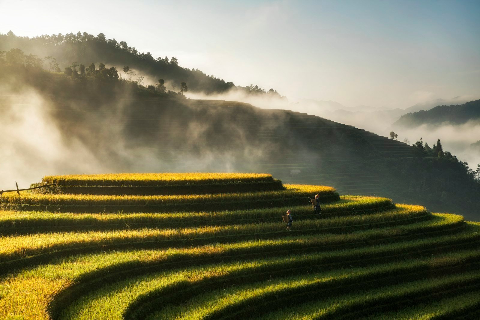 Golden rice terraces in northern Vietnam in early autumn